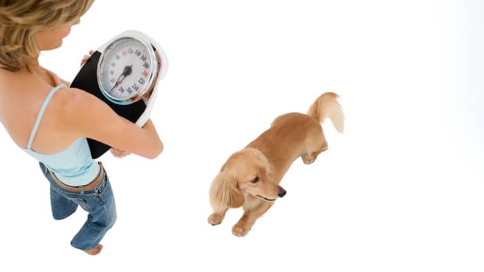 How to use scales to see if your dog is overweight