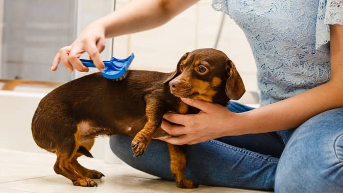 Is Your Short-Haired Dachshund Shedding Too Much