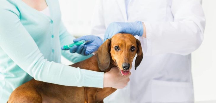 Leptospirosis Vaccine Reaction In Dachshunds – Is It Risky and Is It Worth It?