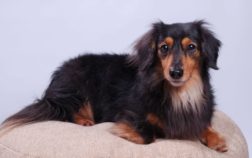 Long Haired Multi Colored Dachshund Dogs And Their Unique Beauty