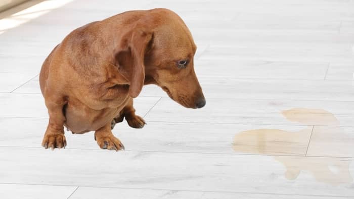 Potty Training An Older Dog 