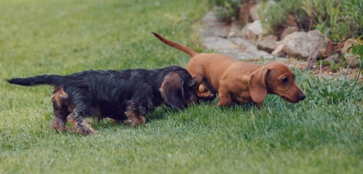 Teacup Dachshund Full Grown Weight, Height, And More