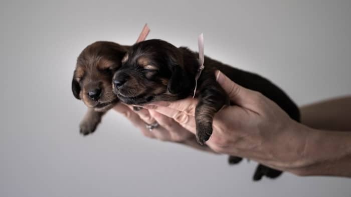 The Size Of A Dachshund’s Litter