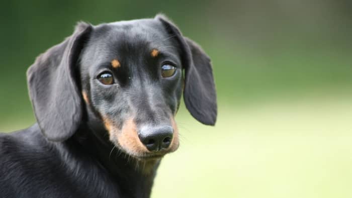 miniature dachshund