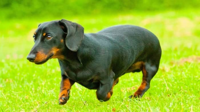 rabbit dachshund