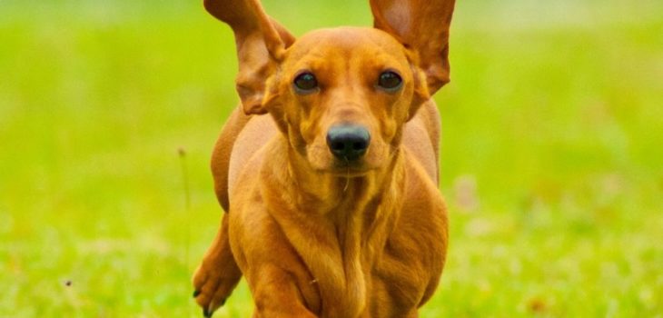What Does Dachshund Mean In German?