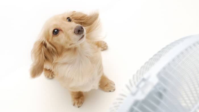 What Is An Irish Cream Long Haired Dachshund