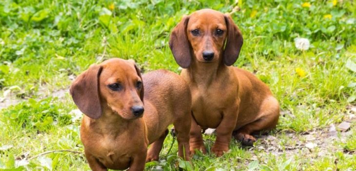 What Is The Life Expectancy Of A Dachshund?