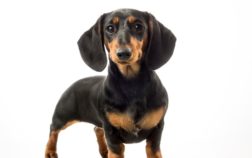 What Is The Life Expectancy Of A Mini Dachshund?