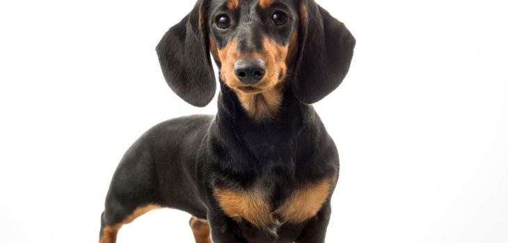 What Is The Life Expectancy Of A Mini Dachshund?