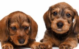 When Do Dachshund Puppies Open Their Eyes?