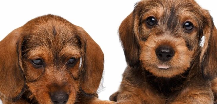 When Do Dachshund Puppies Open Their Eyes?