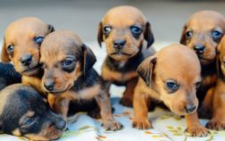 When Do Dachshund Puppies Stop Growing?