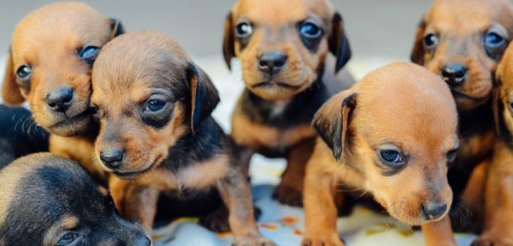 When Do Dachshund Puppies Stop Growing?