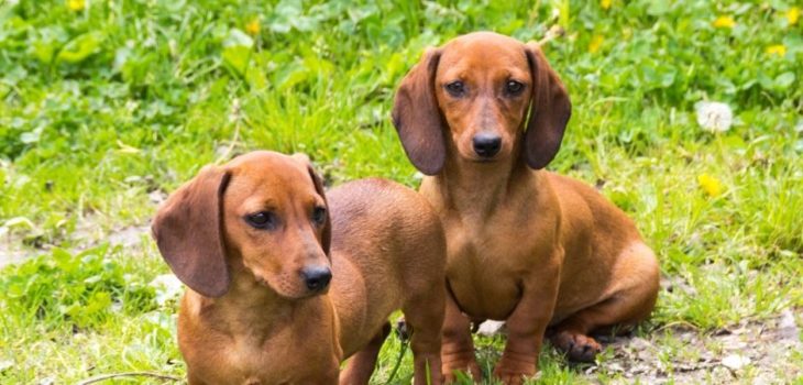 When Does A Dachshund Stop Growing?