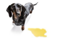Why Are Dachshunds So Hard To Potty Train?