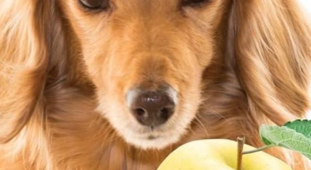 Apples And Mini Dachshunds, Is It A Good Idea?