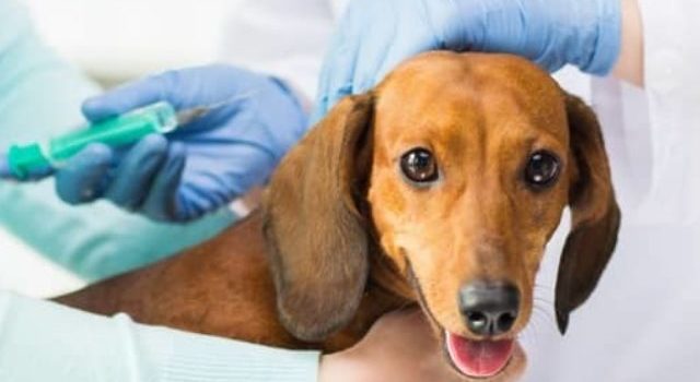 Is The Lepto Vaccine Safe for Dachshunds? – Side Effects