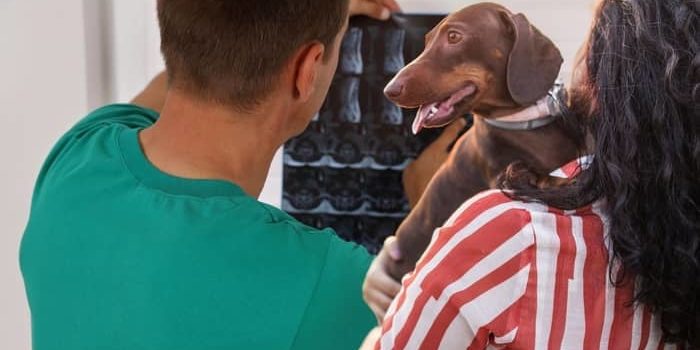 5 Main Tips For How To Prevent IVDD In Dachshunds