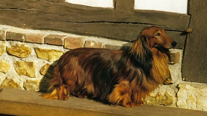 23 Long Haired Red Dachshund Kloeyhaadiyah