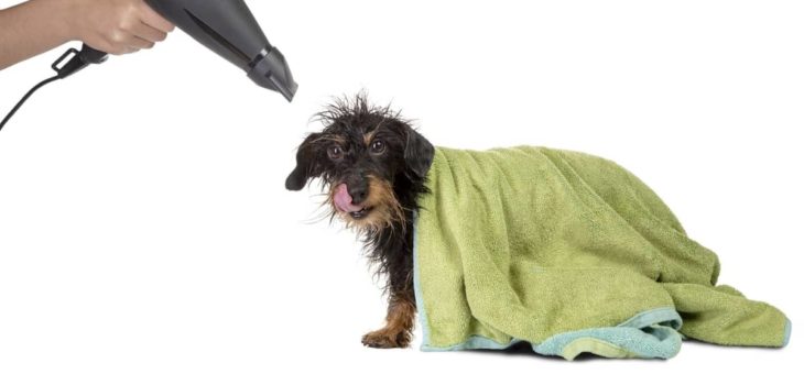 How Often Should I Bathe My Dachshund And How Much Brushing And Grooming Does My Dog Need?
