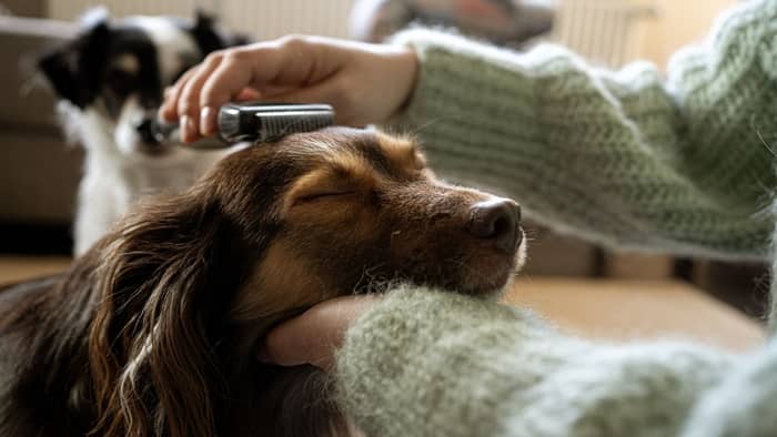 How Often Should I Brush My Dachshund