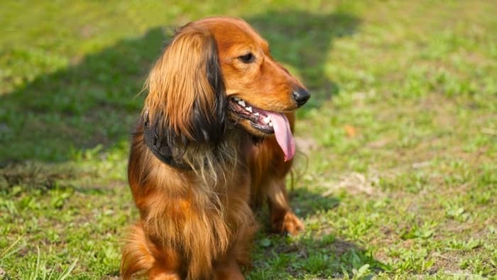 Shaded Red Or Sable – Which One Is Your Dog