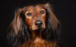 What Is An EE Red Long Haired Dachshund?