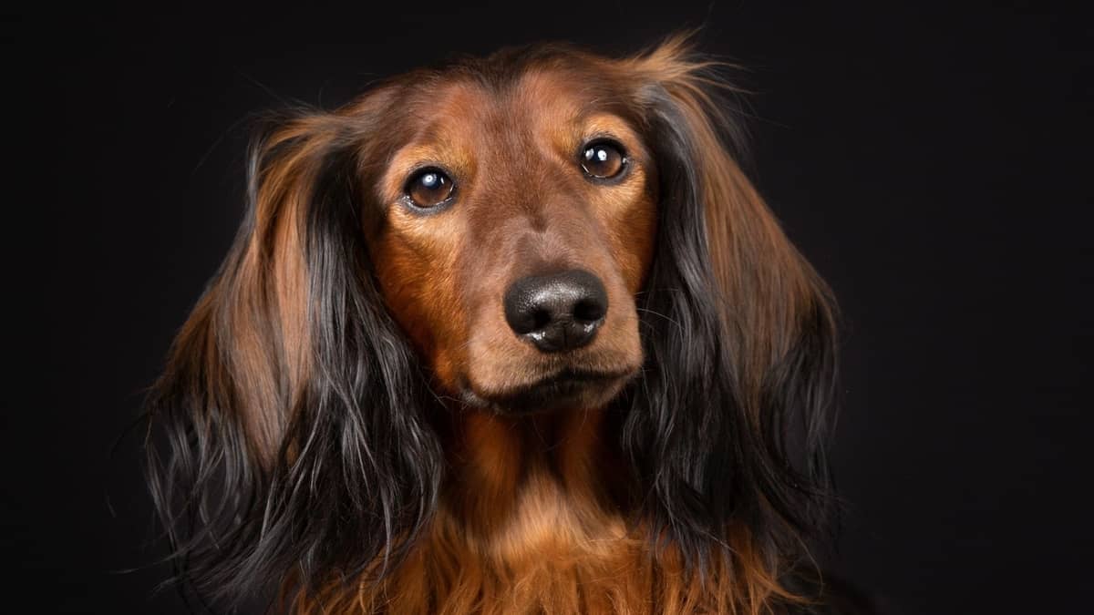 What Is An Ee Red Long Haired Dachshund? - Sweet Dachshunds