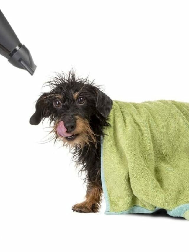 Grooming Tips To Keep A Shiny Coat On A Dachshund