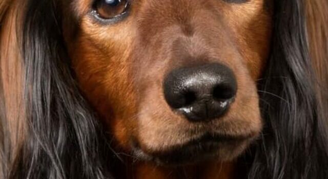Intresting Facts About  EE Red Long Haired Dachshund