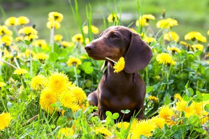 15 Ancient Egyptian Names For Male Dachshunds