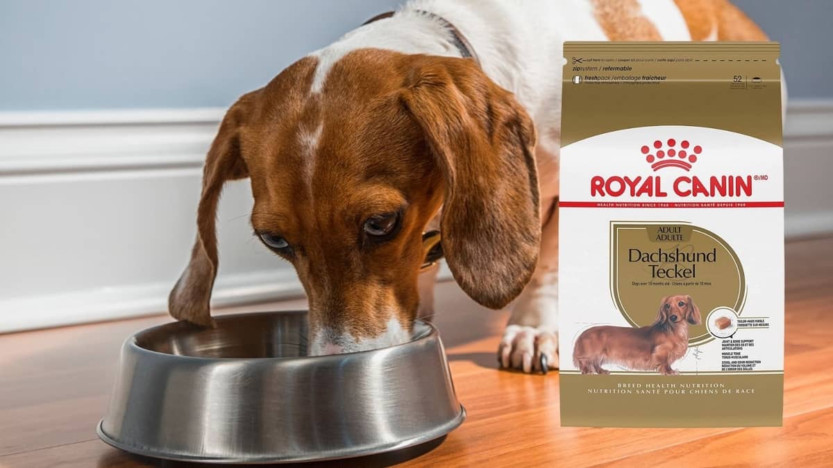 Dubbelzinnigheid Onafhankelijk Kameel 2022 Royal Canin Dachshund Review - Controverses, ingrediënten,  voedingswaarde en meer - Sweet Teckels