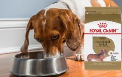 2022 Royal Canin Dachshund Review – Controversies, Ingredients, Nutritional Value, And More