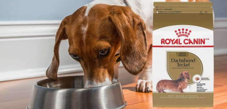 2022 Royal Canin Dachshund Review – Controversies, Ingredients, Nutritional Value, And More