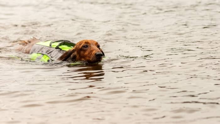 5 Exercises To Strengthen Dachshund Back