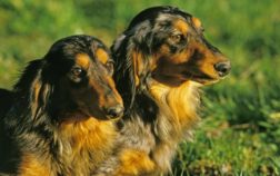 5 Ways The Long Haired Dachshund Personality Is Different From Other Doxies