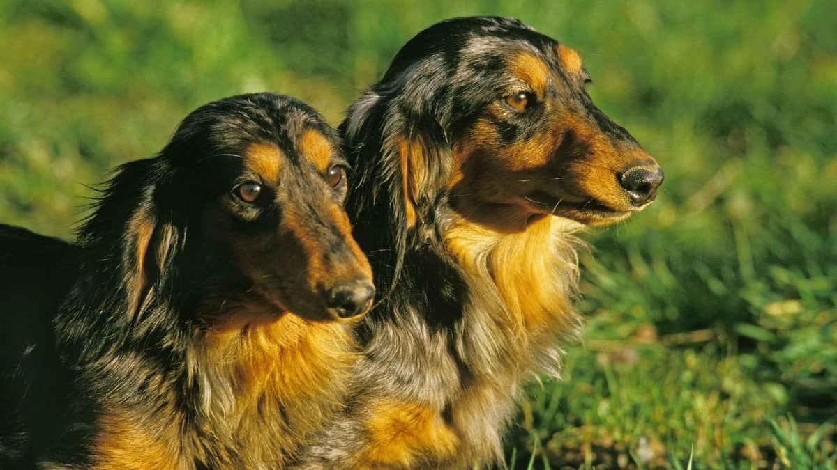 5 Ways The Long Haired Dachshund Personality Is Different From Other Doxies  - Sweet Dachshunds
