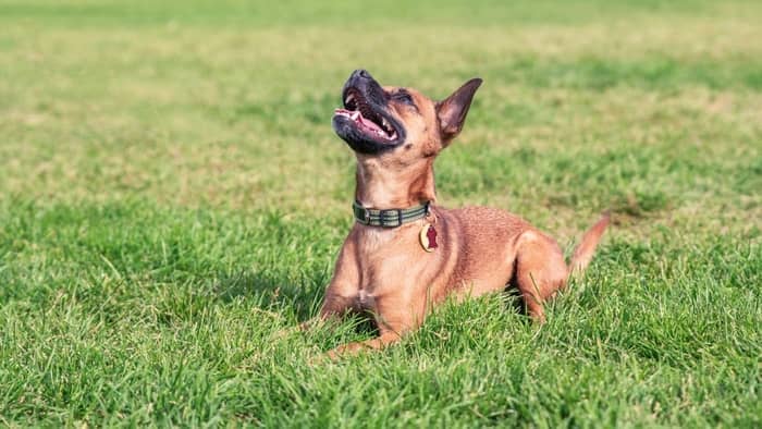 50 Cool Male Dachshund Chihuahua Mix Names