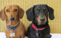 6 Best Collars For Miniature Dachshunds