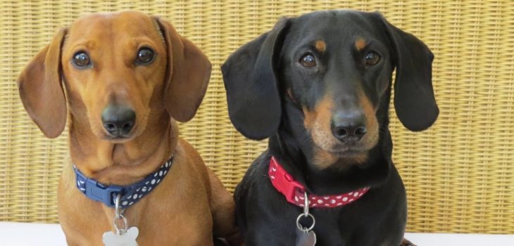 6 Best Collars For Miniature Dachshunds