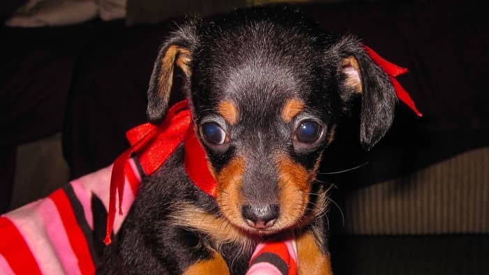 65 Extra Tiny Dachshund Chihuahua Mix Names