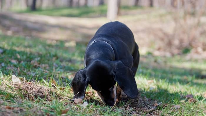 8. Miniature Dachshunds Are Passionate Diggers