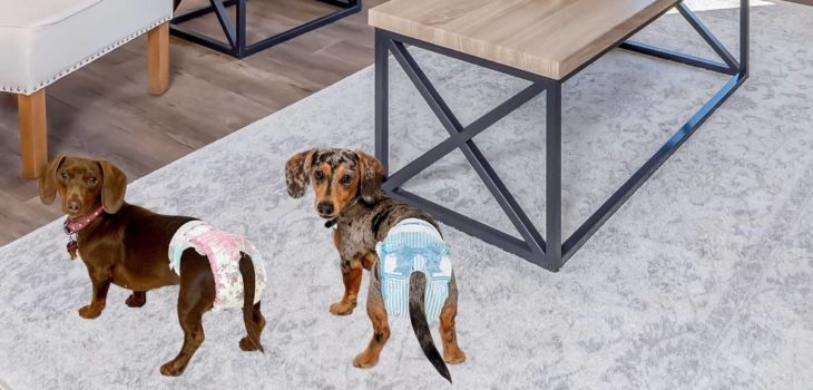9 Best Dog Diapers For Dachshunds