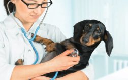 9 Main Miniature Dachshund Health Issues You Should Know