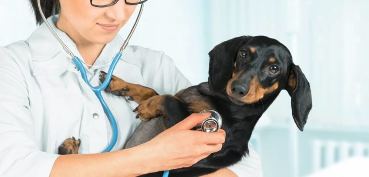 9 Main Miniature Dachshund Health Issues You Should Know