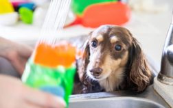 9 Safe And Effective Dachshund Dry Skin Remedies