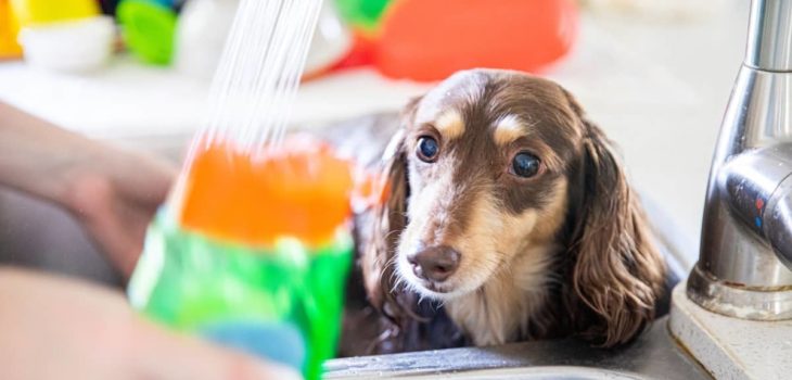 9 Safe And Effective Dachshund Dry Skin Remedies