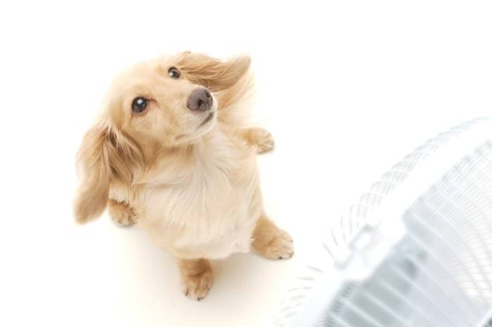 Are EE Cream Long Haired Dachshund Dogs More Valuable Than Clean Cream Dachshunds