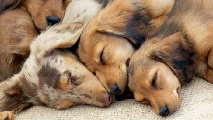 Are Long Haired Dachshund Puppies More Or Less Expensive Than Other Dachshunds